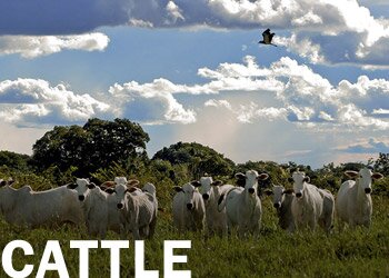 Cattle