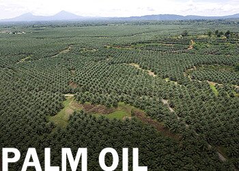 Palm Oil