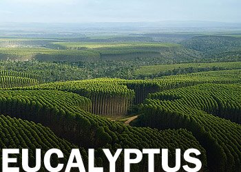 Eucalyptus