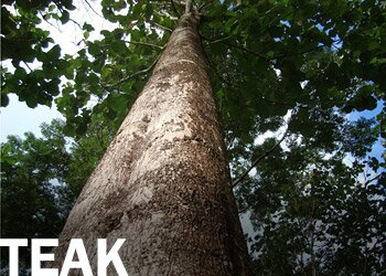 Teak