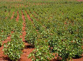 Brazilian Jatropha Farm