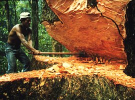 Brazil Forestry for Hardwoods