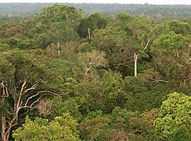 Brazilian Rainforest